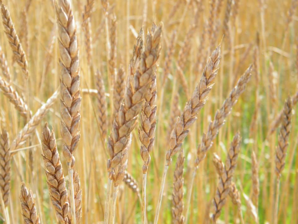 Fabriquant de saveurs au blé tendre, épeautre, sarrasin, de moutarde et et farine