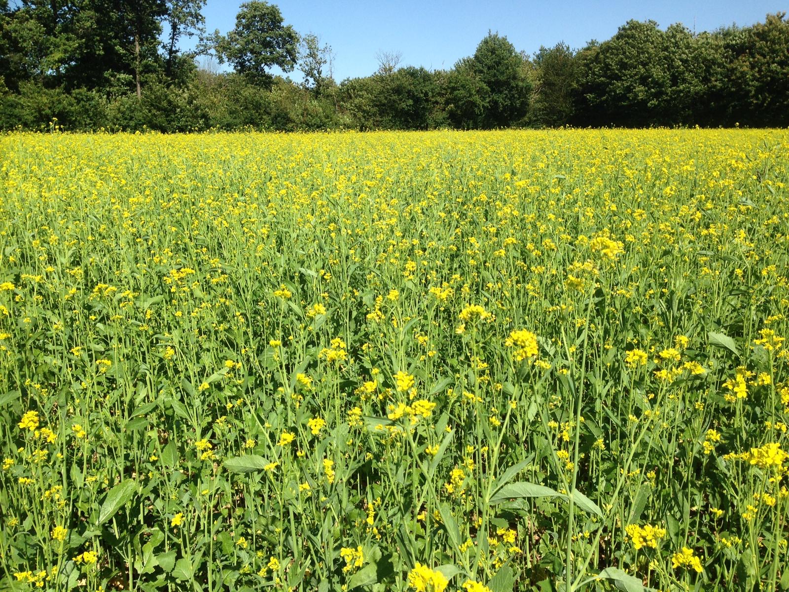 Fabriquant de saveurs au blé tendre, épeautre, sarrasin, de moutarde et et farine