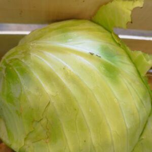 Chou pomme bio*