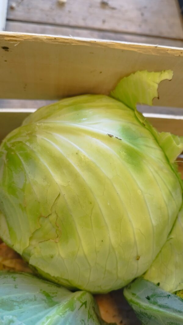 Chou pomme bio*