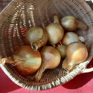 Oignon jaune bio*