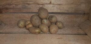 pomme de terre maïwenn