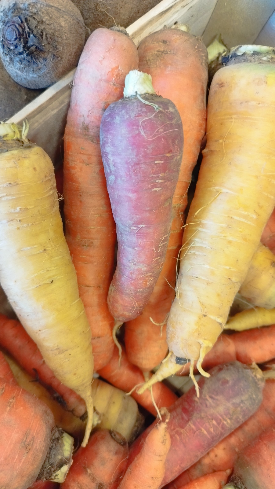 Fabriquant de saveurs au blé tendre, épeautre, sarrasin, de moutarde et et farine