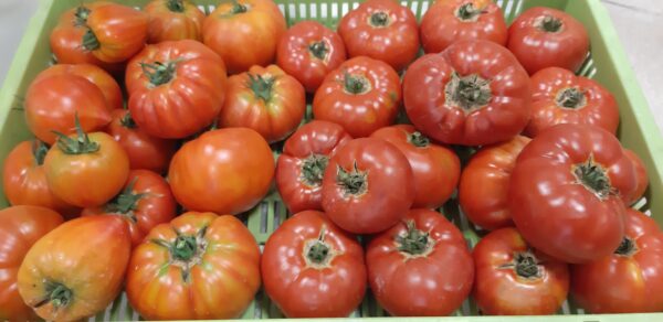 Tomate bio*