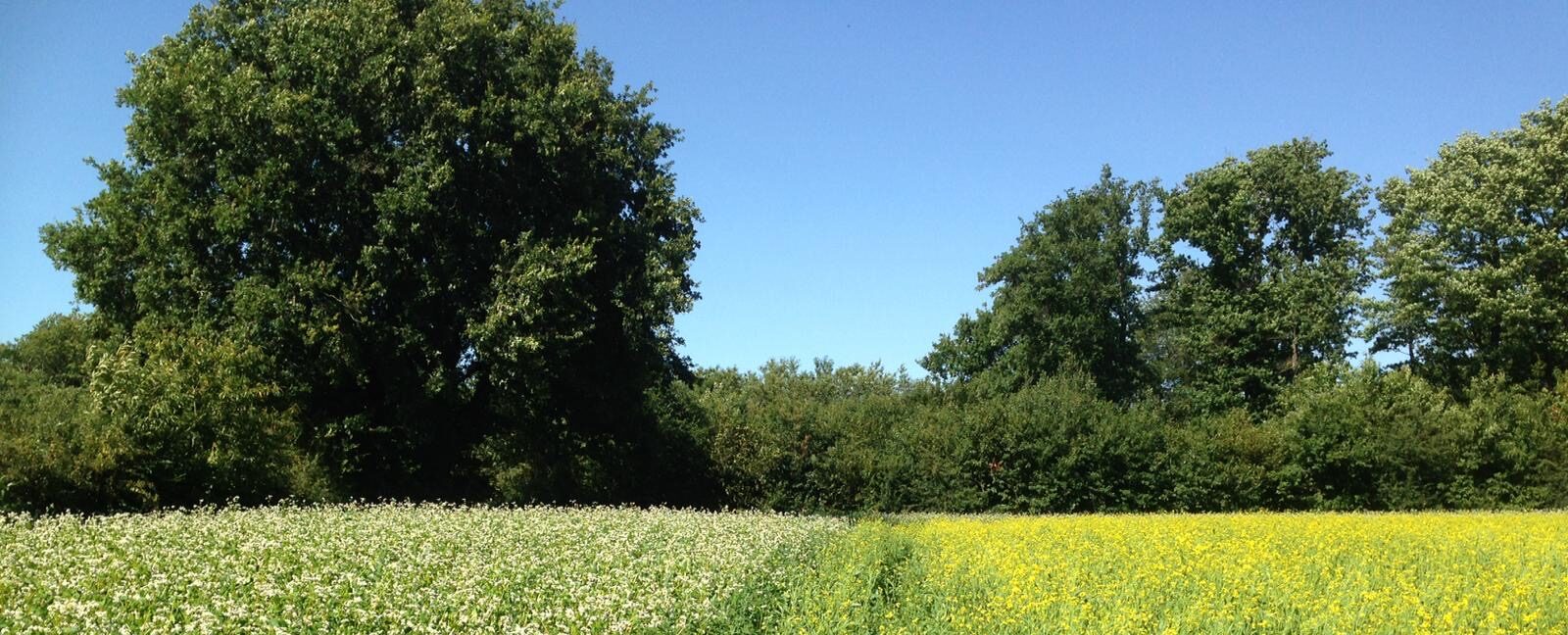 Fabriquant de saveurs au blé tendre, épeautre, sarrasin, de moutarde et et farine